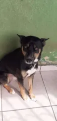 Simba