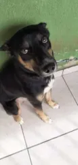 Simba