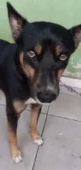 Simba