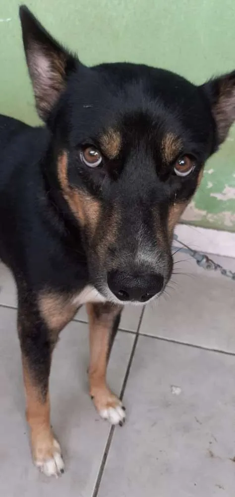 Cachorro raça Husk  idade 3 anos nome Simba