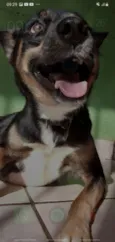 Simba