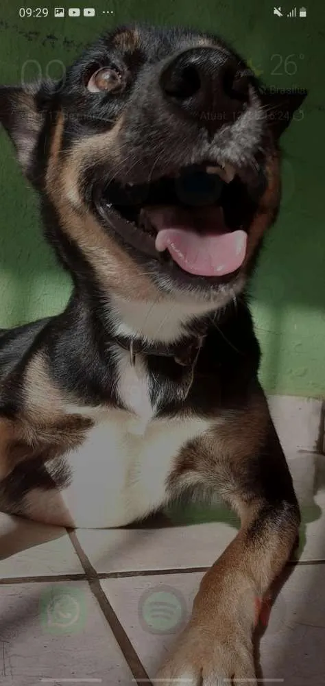 Cachorro raça Husk  idade 3 anos nome Simba