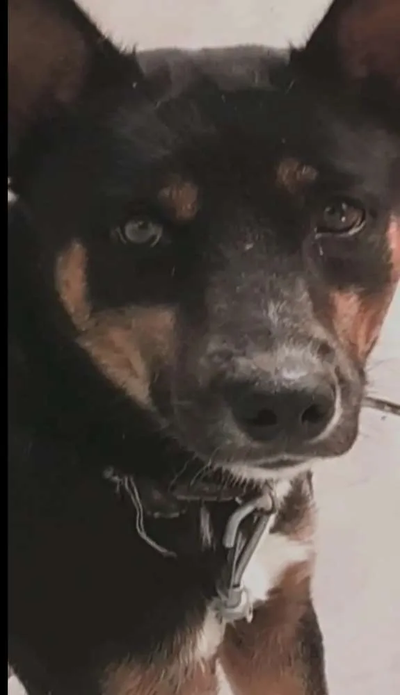 Cachorro raça Husk  idade 3 anos nome Simba