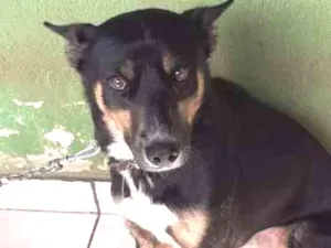 Cachorro raça Husk  idade 3 anos nome Simba