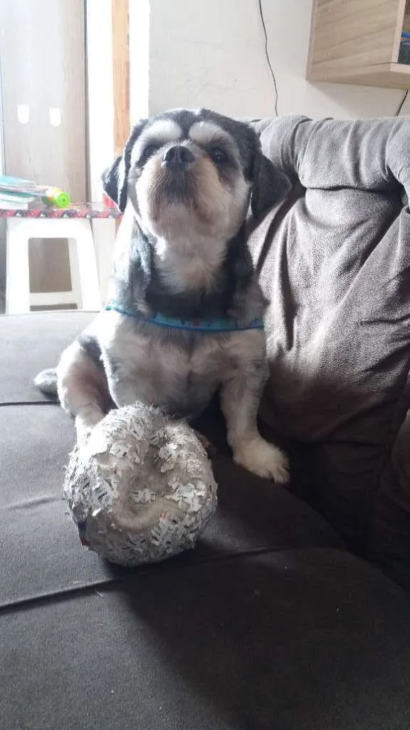 Cachorro ra a não sei idade 4 anos nome pipoca