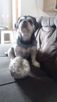 pipoca