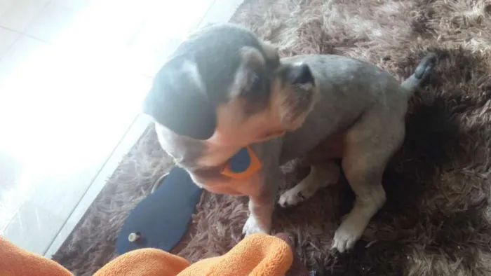 Cachorro ra a não sei idade 4 anos nome pipoca