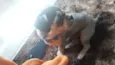 pipoca