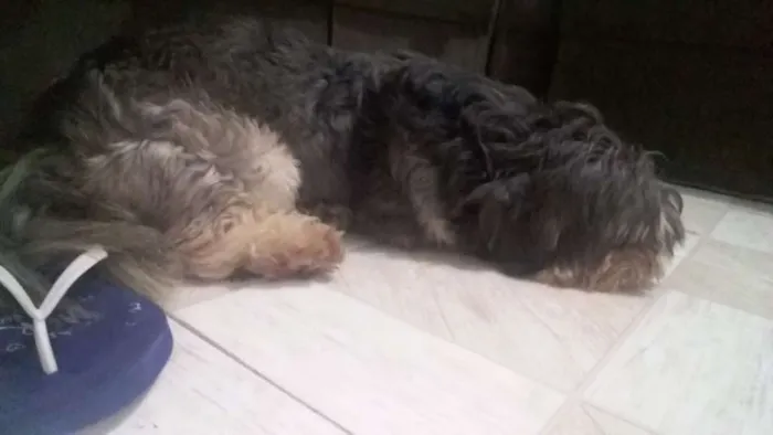 Cachorro ra a não sei idade 4 anos nome pipoca