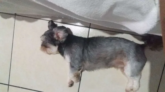 Cachorro ra a não sei idade 4 anos nome pipoca