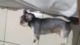 pipoca