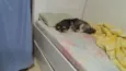 pipoca