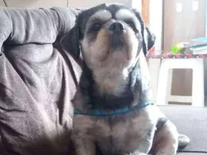 Cachorro raça não sei idade 4 anos nome pipoca