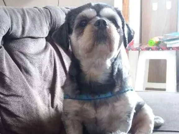 Cachorro ra a não sei idade 4 anos nome pipoca