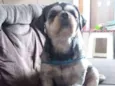 pipoca