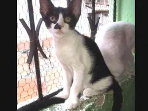Gato raça Rsd  idade 2 a 6 meses nome Malhada 