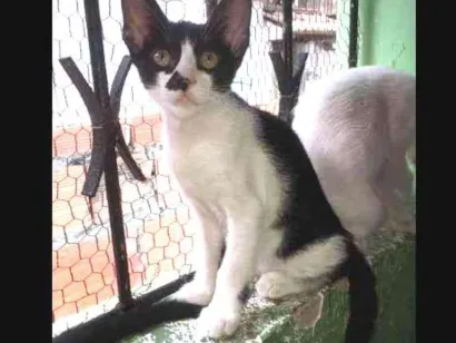 Gato raça Rsd  idade 2 a 6 meses nome Malhada 