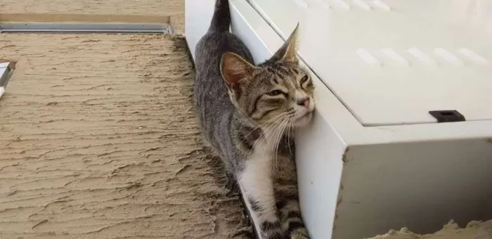 Gato ra a Rnd idade 7 a 11 meses nome Cinza