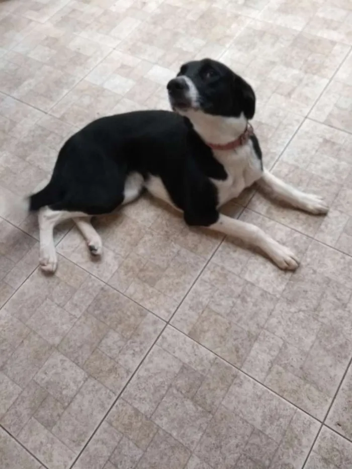 Cachorro ra a Vira lata idade 7 a 11 meses nome Masha