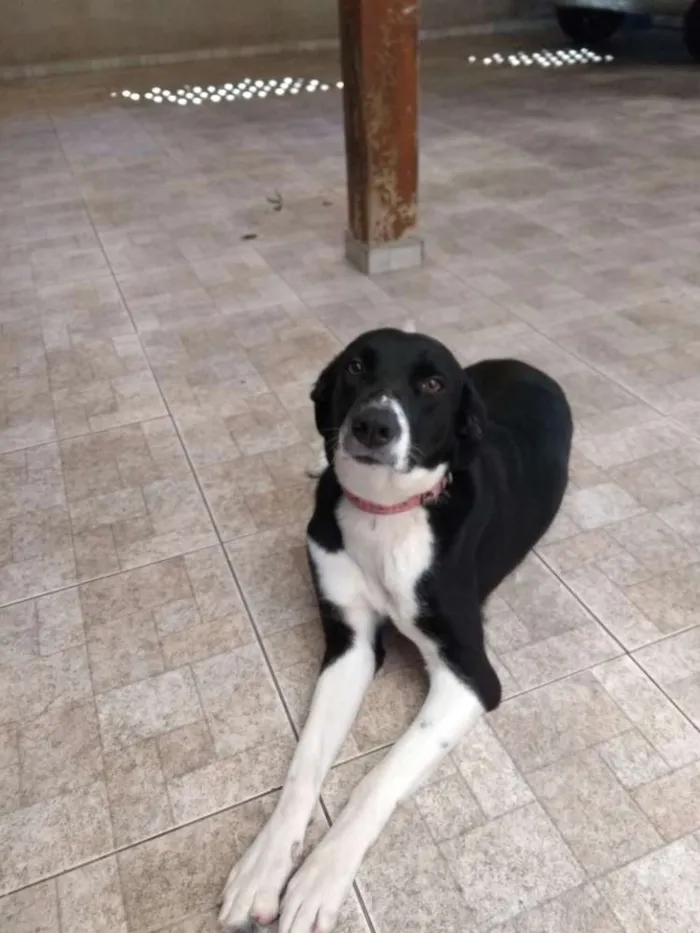 Cachorro ra a Vira lata idade 7 a 11 meses nome Masha