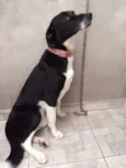 Masha