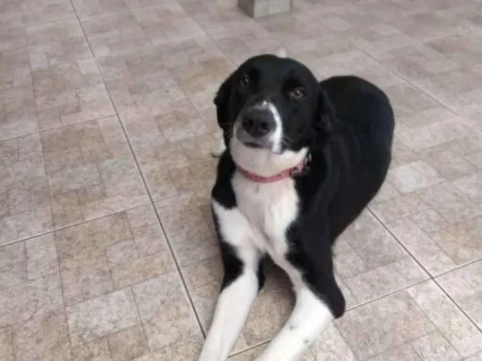 Cachorro ra a Vira lata idade 7 a 11 meses nome Masha