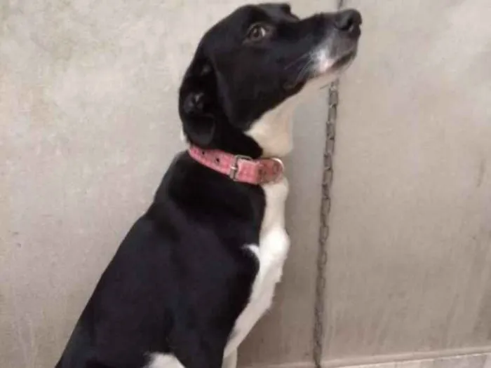 Cachorro ra a Vira lata idade 7 a 11 meses nome Masha