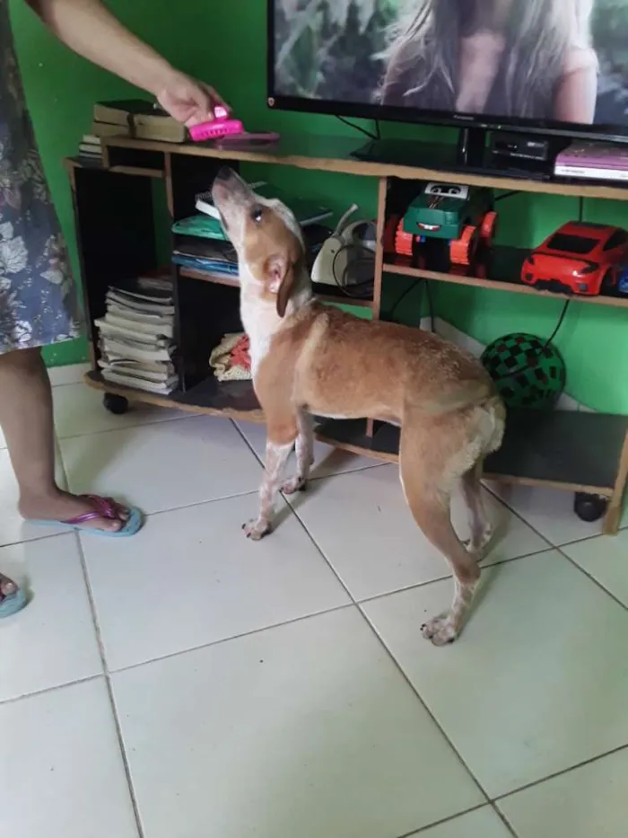 Cachorro raça Vira lata idade 7 a 11 meses nome The Rock