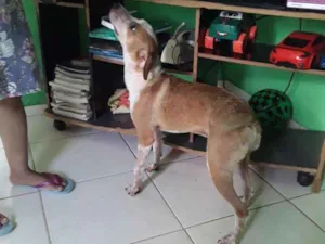 Cachorro raça Vira lata idade 7 a 11 meses nome The Rock