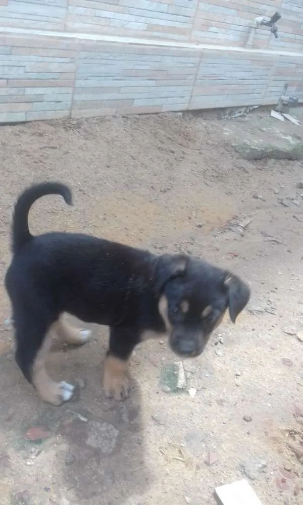 Cachorro ra a Raça indefinida idade Abaixo de 2 meses nome Sem nome no momento