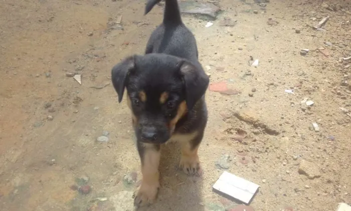 Cachorro ra a Raça indefinida idade Abaixo de 2 meses nome Sem nome no momento