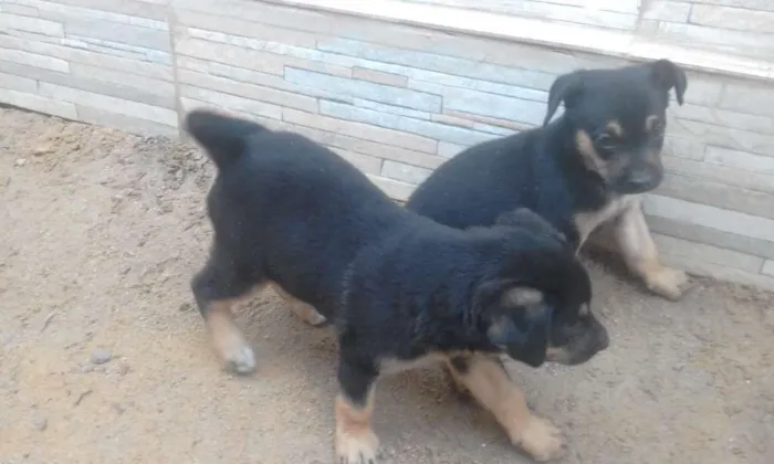 Cachorro ra a Raça indefinida idade Abaixo de 2 meses nome Sem nome no momento