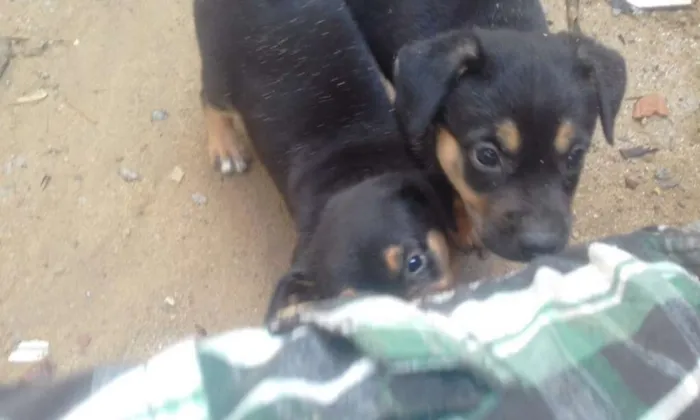 Cachorro ra a Raça indefinida idade Abaixo de 2 meses nome Sem nome no momento