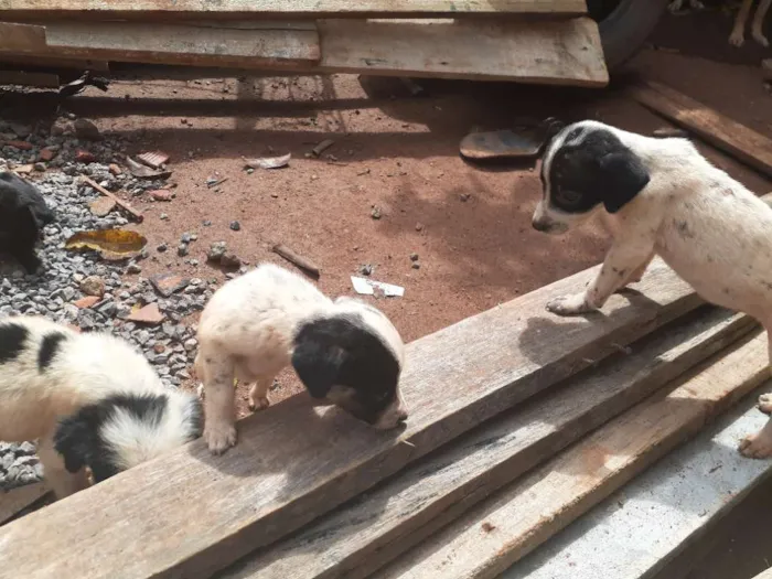 Cachorro ra a  idade 2 a 6 meses nome Sem nome