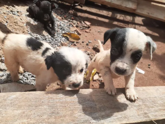Cachorro ra a  idade 2 a 6 meses nome Sem nome