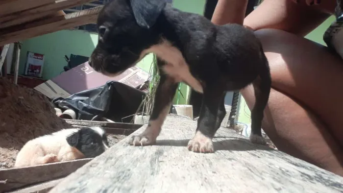 Cachorro ra a  idade 2 a 6 meses nome Sem nome