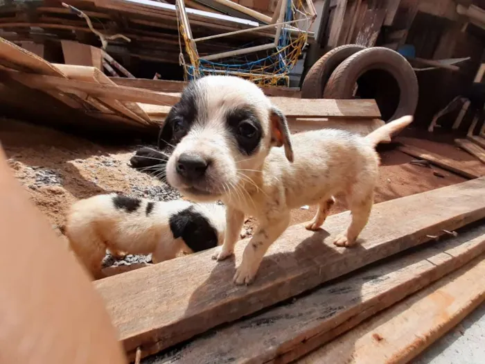Cachorro ra a  idade 2 a 6 meses nome Sem nome