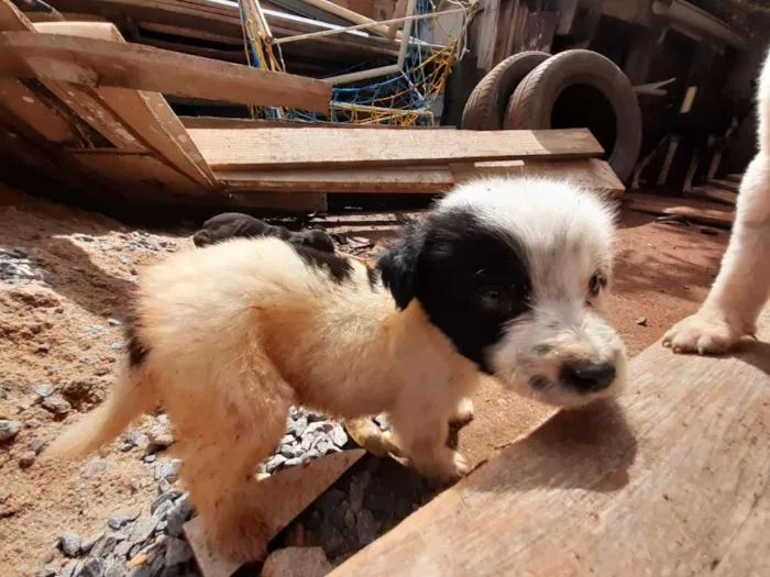 Cachorro ra a  idade 2 a 6 meses nome Sem nome