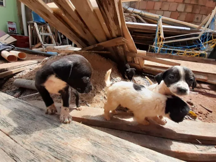 Cachorro ra a  idade 2 a 6 meses nome Sem nome