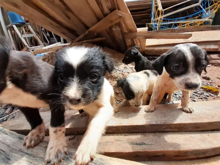Cachorro ra a  idade 2 a 6 meses nome Sem nome