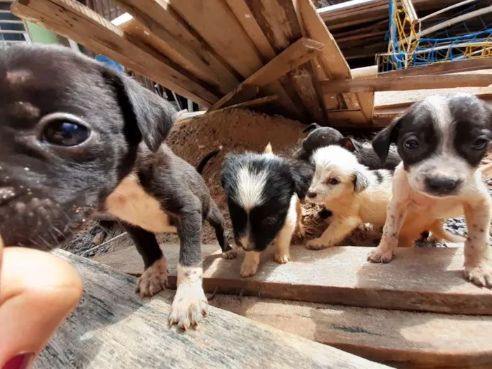 Cachorro ra a  idade 2 a 6 meses nome Sem nome