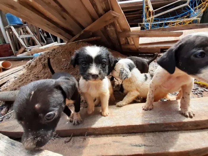 Cachorro ra a  idade 2 a 6 meses nome Sem nome