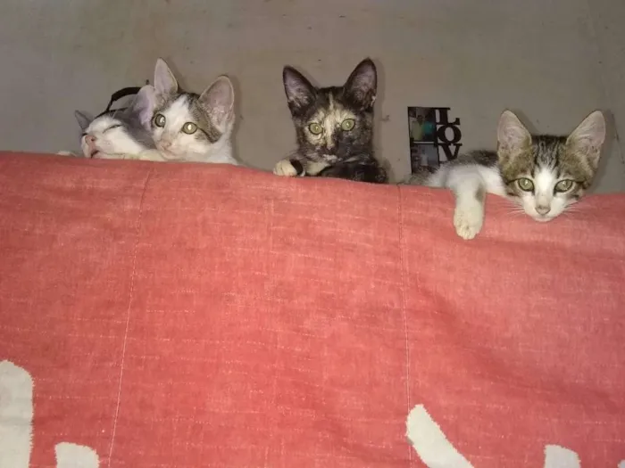 Gato ra a Siamês idade 1 ano nome Petinha