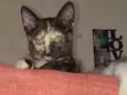 Petinha