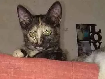 Gato ra a Siamês idade 1 ano nome Petinha