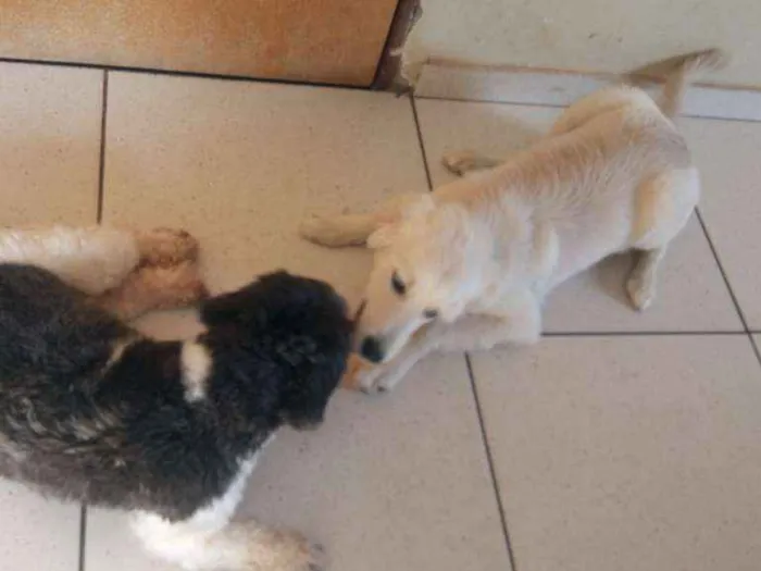 Cachorro ra a Indefinida  idade 1 ano nome Max