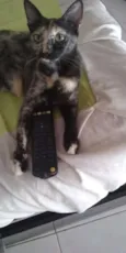 Petinha