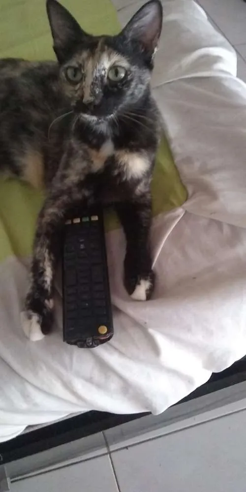 Gato ra a Siamês idade 1 ano nome Petinha