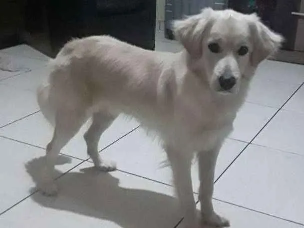 Cachorro ra a Indefinida  idade 1 ano nome Max