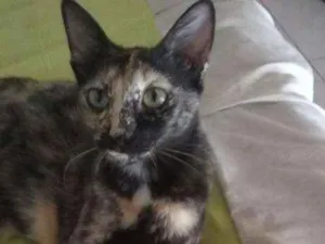 Gato raça Siamês idade 1 ano nome Petinha